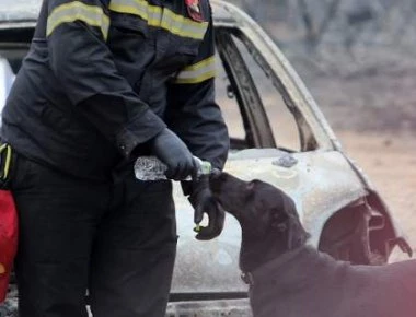 Διαβάστε την ανακοίνωση της Φιλοζωικής Ραφήνας- Έκκληση για βοήθεια στα ζώα που επλήγησαν